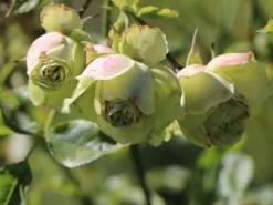 Beetrose 'Lovely Green' -Deutschland Garten Funk Verkaufs-Shop beetrose lovely green m003474 w 4