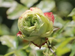 Beetrose 'Lovely Green' -Deutschland Garten Funk Verkaufs-Shop beetrose lovely green m003474 w 5