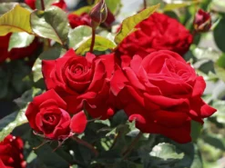 Beetrose 'Lübecker Rotspon ®'