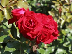 Beetrose 'Lübecker Rotspon ®' -Deutschland Garten Funk Verkaufs-Shop beetrose luebecker rotspon m005698 w 0