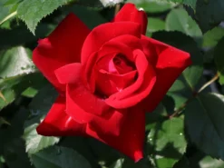 Beetrose 'Lübecker Rotspon ®' -Deutschland Garten Funk Verkaufs-Shop beetrose luebecker rotspon m005698 w 1