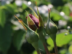 Beetrose 'Lübecker Rotspon ®' -Deutschland Garten Funk Verkaufs-Shop beetrose luebecker rotspon m005698 w 2