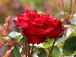 Beetrose 'Lübecker Rotspon ®' -Deutschland Garten Funk Verkaufs-Shop beetrose luebecker rotspon m005698 w 3