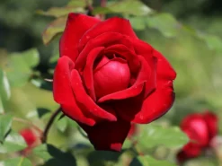 Beetrose 'Lübecker Rotspon ®' -Deutschland Garten Funk Verkaufs-Shop beetrose luebecker rotspon m005698 w 4