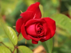 Beetrose 'Lübecker Rotspon ®' -Deutschland Garten Funk Verkaufs-Shop beetrose luebecker rotspon m005698 w 5