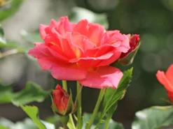 Beetrose 'Mandarin 2016' ® -Deutschland Garten Funk Verkaufs-Shop beetrose mandarin 2016 m099258 w 0