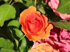 Beetrose 'Mandarin 2016' ® -Deutschland Garten Funk Verkaufs-Shop beetrose mandarin 2016 m099258 w 7