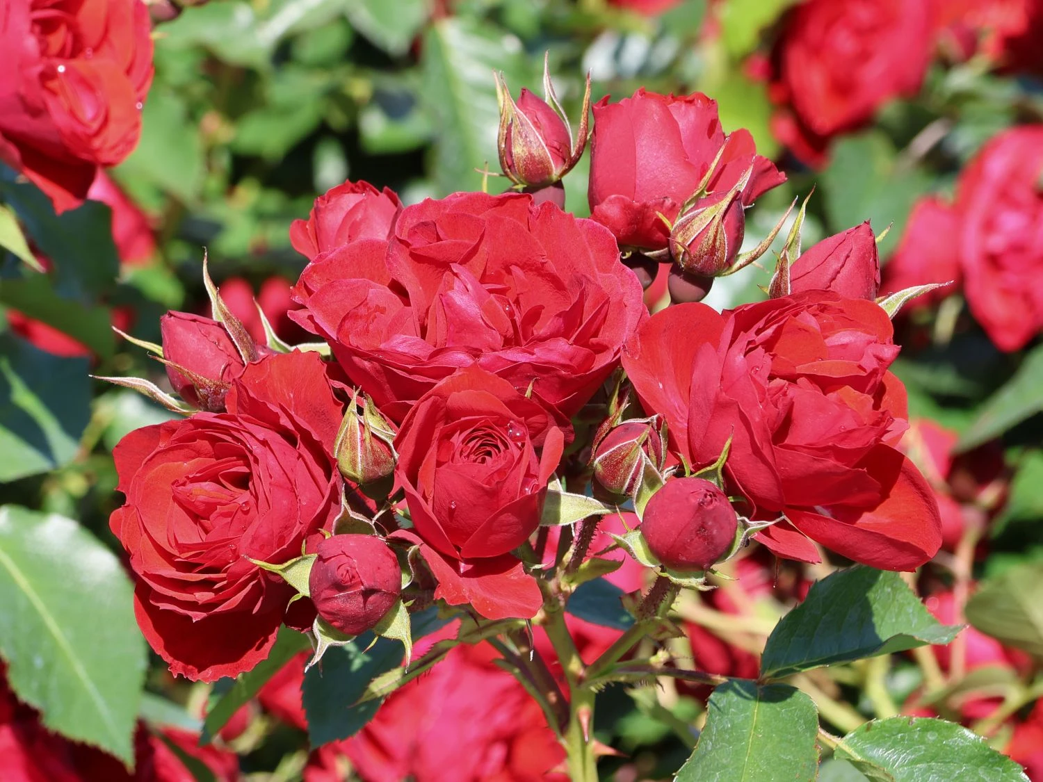 Beetrose 'Manora' ® 1 Beetrose 'Manora' ®