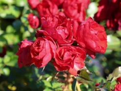 Beetrose 'Manora' ® 16 Beetrose 'Manora' ® -Deutschland Garten Funk Verkaufs-Shop beetrose manora m114661 w 0