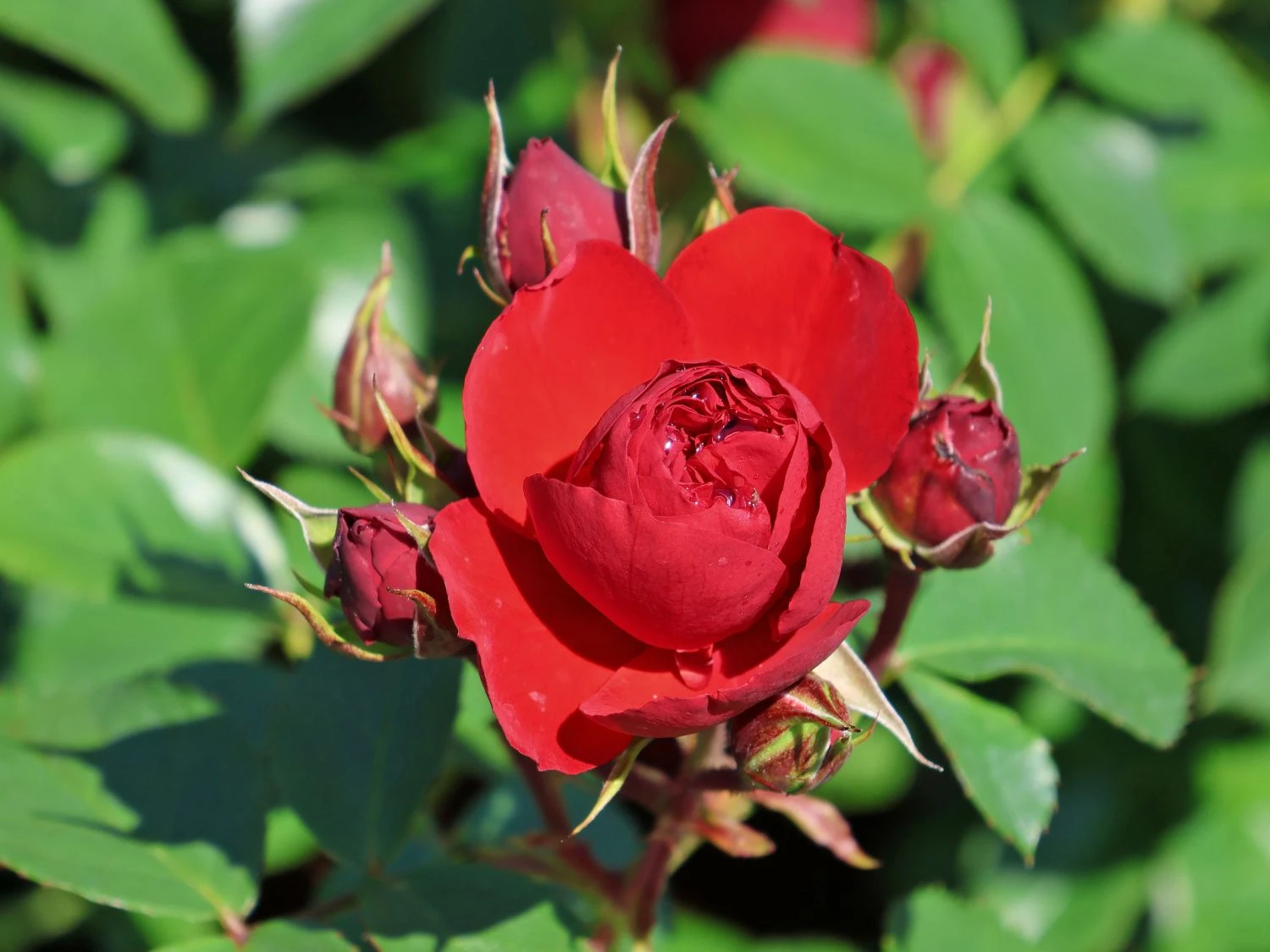 Beetrose 'Manora' ® 7 Beetrose 'Manora' ® – Bild 7