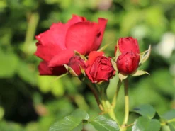 Beetrose 'Manora' ® 13 Beetrose 'Manora' ® -Deutschland Garten Funk Verkaufs-Shop beetrose manora m114661 w 2