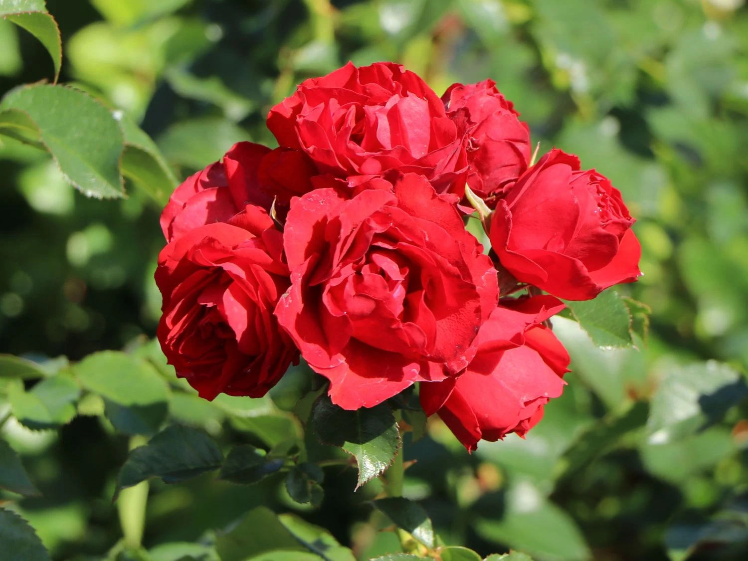 Beetrose 'Manora' ® 2 Beetrose 'Manora' ® – Bild 2