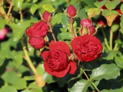 Beetrose 'Manora' ® 14 Beetrose 'Manora' ® -Deutschland Garten Funk Verkaufs-Shop beetrose manora m114661 w 4