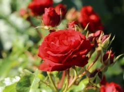 Beetrose 'Manora' ® 15 Beetrose 'Manora' ® -Deutschland Garten Funk Verkaufs-Shop beetrose manora m114661 w 5