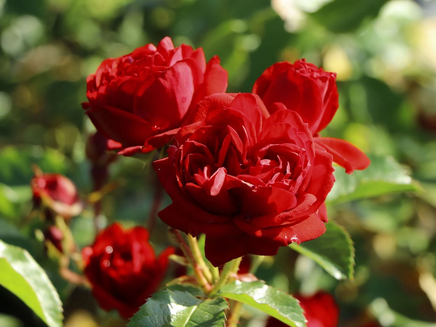 Beetrose 'Manora' ® 11 Beetrose 'Manora' ® – Bild 11