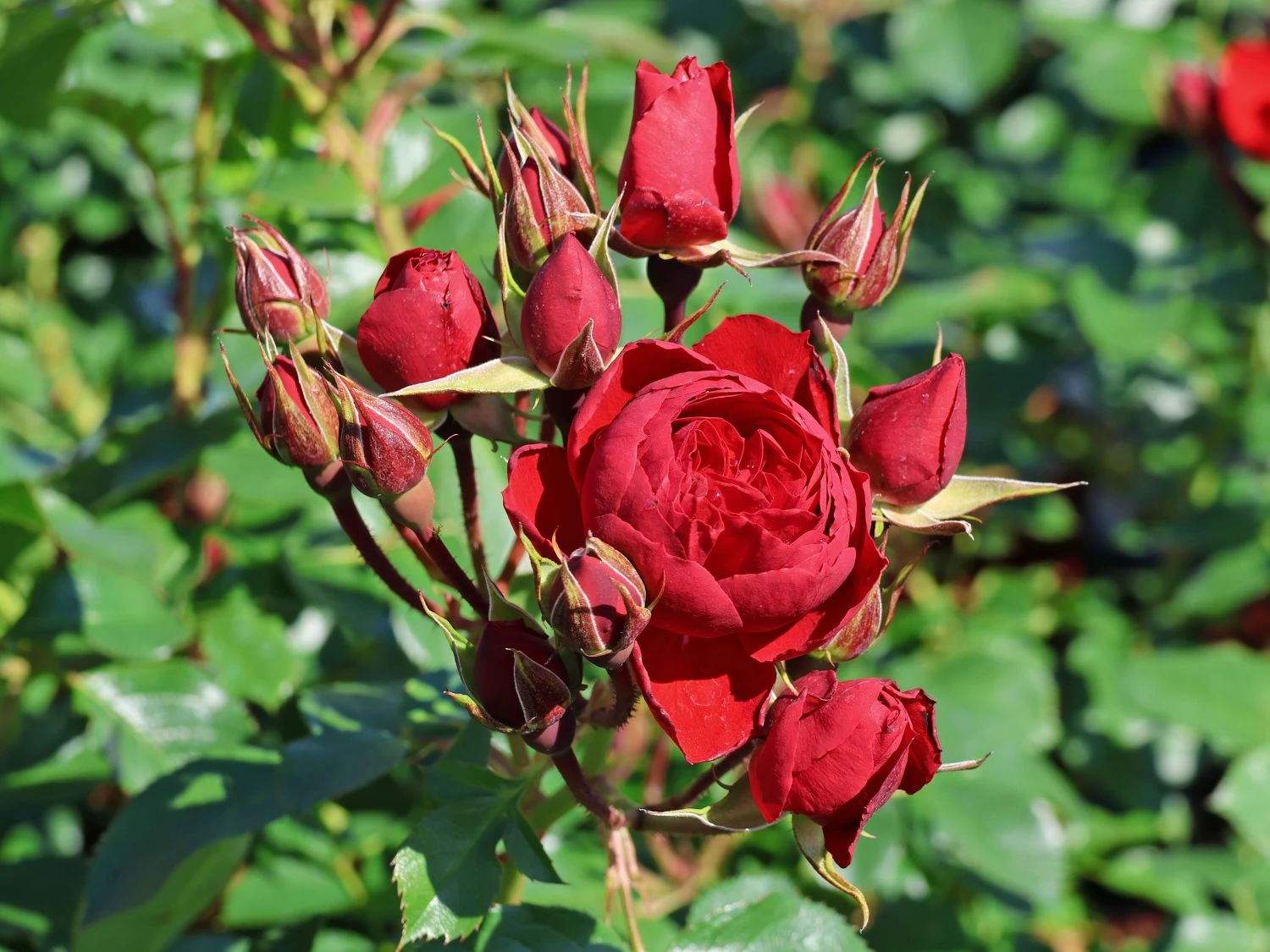 Beetrose 'Manora' ® 9 Beetrose 'Manora' ® – Bild 9