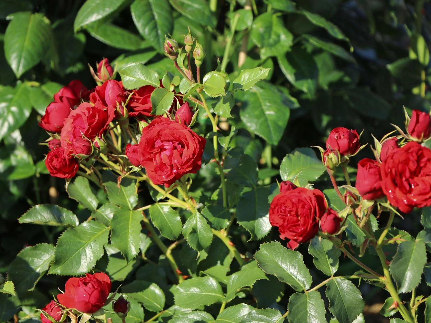 Beetrose 'Manora' ® 10 Beetrose 'Manora' ® – Bild 10