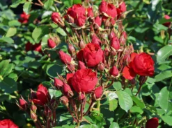 Beetrose 'Manora' ® 18 Beetrose 'Manora' ® -Deutschland Garten Funk Verkaufs-Shop beetrose manora m114661 w 9