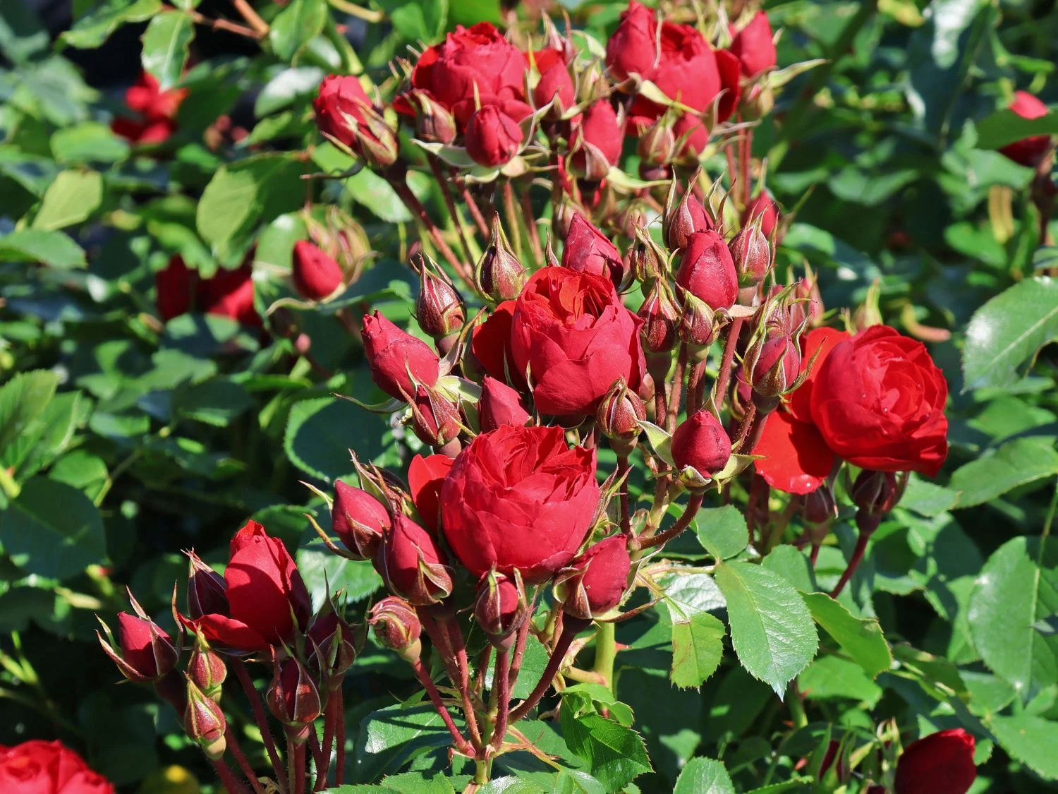 Beetrose 'Manora' ® 8 Beetrose 'Manora' ® – Bild 8