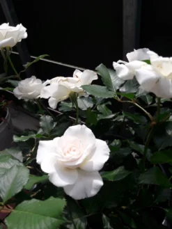 Beetrose 'Margaret Merril' ® -Deutschland Garten Funk Verkaufs-Shop beetrose margaret merril m005874 193676 0