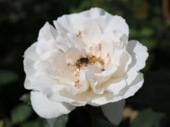 Beetrose 'Margaret Merril' ® -Deutschland Garten Funk Verkaufs-Shop beetrose margaret merril m005874 w 1