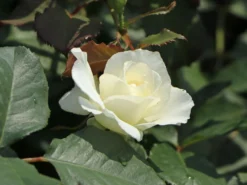 Beetrose 'Margaret Merril' ® -Deutschland Garten Funk Verkaufs-Shop beetrose margaret merril m005874 w 2