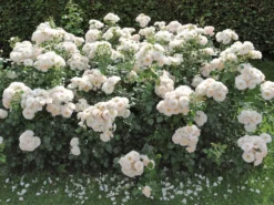 Beetrose 'Martin Luther Rose' ® -Deutschland Garten Funk Verkaufs-Shop beetrose martin luther rose m101945 w 0