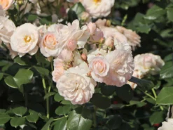 Beetrose 'Martin Luther Rose' ® -Deutschland Garten Funk Verkaufs-Shop beetrose martin luther rose m101945 w 1