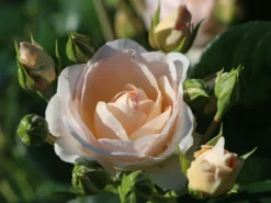 Beetrose 'Martin Luther Rose' ® -Deutschland Garten Funk Verkaufs-Shop beetrose martin luther rose m101945 w 2