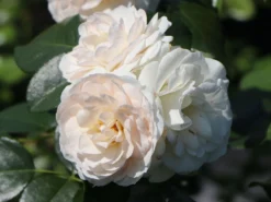 Beetrose 'Martin Luther Rose' ® -Deutschland Garten Funk Verkaufs-Shop beetrose martin luther rose m101945 w 3