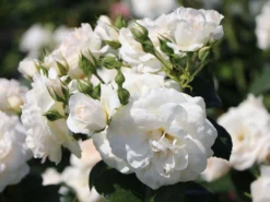 Beetrose 'Martin Luther Rose' ® -Deutschland Garten Funk Verkaufs-Shop beetrose martin luther rose m101945 w 4