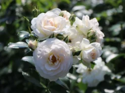 Beetrose 'Martin Luther Rose' ® -Deutschland Garten Funk Verkaufs-Shop beetrose martin luther rose m101945 w 5