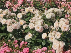 Beetrose 'Martin Luther Rose' ® -Deutschland Garten Funk Verkaufs-Shop beetrose martin luther rose m101945 w 6