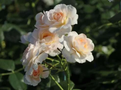 Beetrose 'Martin Luther Rose' ® -Deutschland Garten Funk Verkaufs-Shop beetrose martin luther rose m101945 w 7