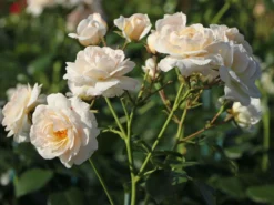 Beetrose 'Martin Luther Rose' ® -Deutschland Garten Funk Verkaufs-Shop beetrose martin luther rose m101945 w 8