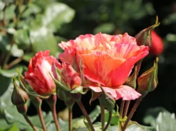 Beetrose 'Maurice Utrillo' -Deutschland Garten Funk Verkaufs-Shop beetrose maurice utrillo m122071 w 0