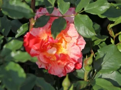 Beetrose 'Maurice Utrillo' -Deutschland Garten Funk Verkaufs-Shop beetrose maurice utrillo m122071 w 1