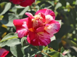 Beetrose 'Maurice Utrillo' -Deutschland Garten Funk Verkaufs-Shop beetrose maurice utrillo m122071 w 2