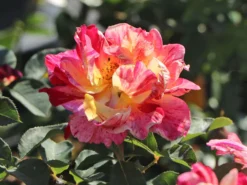 Beetrose 'Maurice Utrillo' -Deutschland Garten Funk Verkaufs-Shop beetrose maurice utrillo m122071 w 4