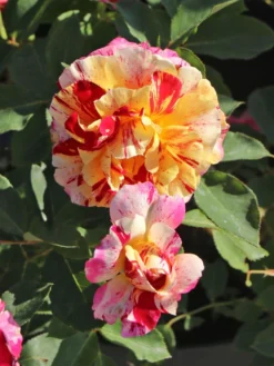 Beetrose 'Maurice Utrillo' -Deutschland Garten Funk Verkaufs-Shop beetrose maurice utrillo m122071 w 5