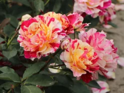 Beetrose 'Maurice Utrillo' -Deutschland Garten Funk Verkaufs-Shop beetrose maurice utrillo m122071 w 6