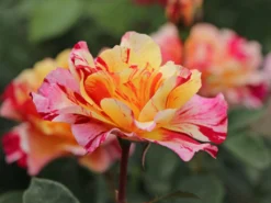 Beetrose 'Maurice Utrillo' -Deutschland Garten Funk Verkaufs-Shop beetrose maurice utrillo m122071 w 7