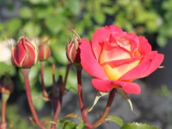 Nostalgie®-Beetrose 'Midsummer' ® -Deutschland Garten Funk Verkaufs-Shop beetrose midsummer m052729 w 0