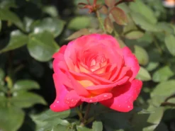 Nostalgie®-Beetrose 'Midsummer' ® -Deutschland Garten Funk Verkaufs-Shop beetrose midsummer m052729 w 1