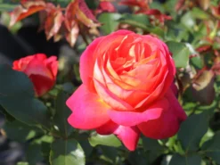 Nostalgie®-Beetrose 'Midsummer' ® -Deutschland Garten Funk Verkaufs-Shop beetrose midsummer m052729 w 2