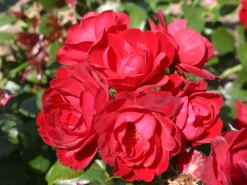 Beetrose 'Milano' ®