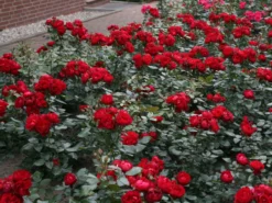 Beetrose 'Milano' ® -Deutschland Garten Funk Verkaufs-Shop beetrose milano m056563 w 0