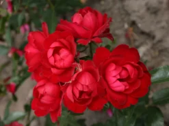 Beetrose 'Milano' ® -Deutschland Garten Funk Verkaufs-Shop beetrose milano m056563 w 1