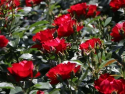 Beetrose 'Milano' ® -Deutschland Garten Funk Verkaufs-Shop beetrose milano m056563 w 2