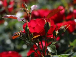 Beetrose 'Milano' ® -Deutschland Garten Funk Verkaufs-Shop beetrose milano m056563 w 3